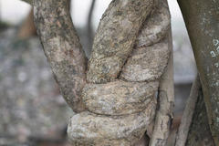 Celastrus paniculatus